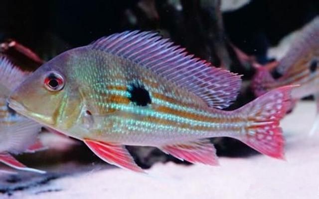 和尚關刀魚圖片大全，高清和尚關刀魚美圖