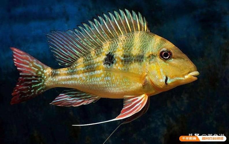 和尚關刀魚圖片大全，高清和尚關刀魚美圖