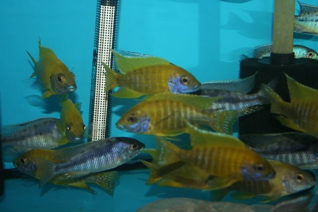 和尚關刀魚圖片大全，高清和尚關刀魚美圖