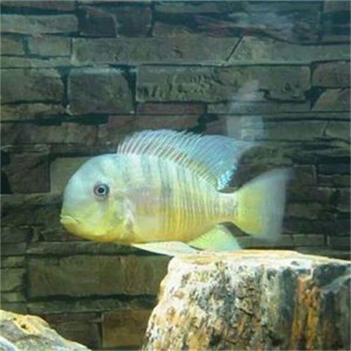 和尚關刀魚圖片大全，高清和尚關刀魚美圖