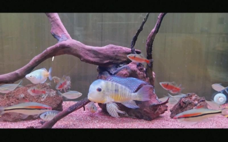 和尚關刀魚圖片大全，高清和尚關刀魚美圖