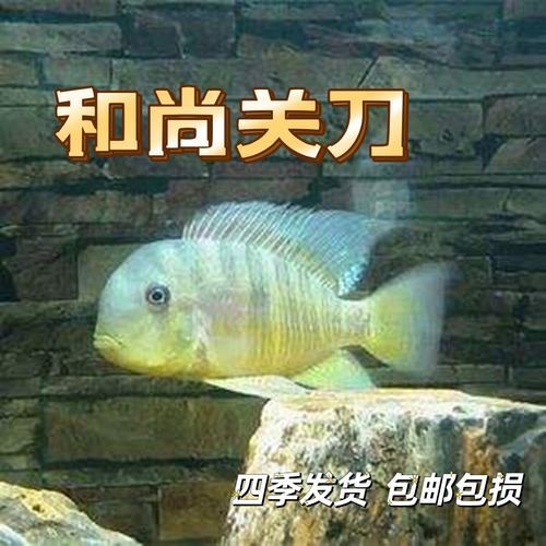和尚關刀魚圖片大全，高清和尚關刀魚美圖