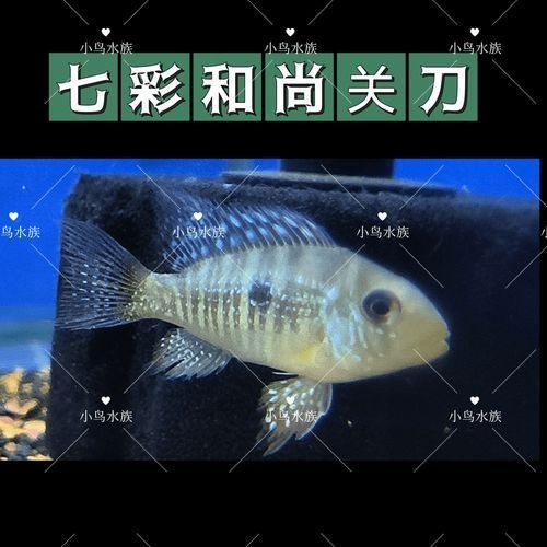 和尚關刀魚圖片大全，高清和尚關刀魚美圖