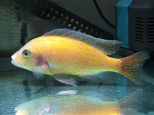 和尚關刀魚圖片大全，高清和尚關刀魚美圖