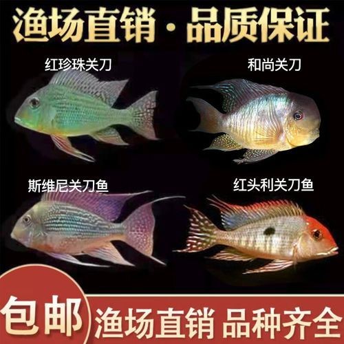 和尚關刀魚圖片大全，高清和尚關刀魚美圖