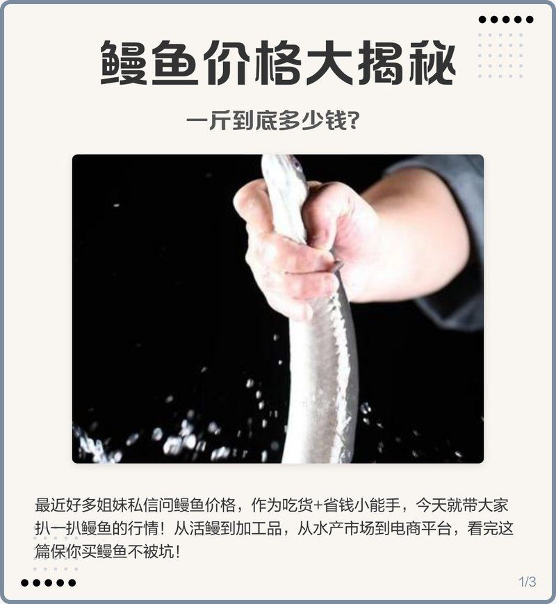 海鰻多少錢一斤，海鰻價格行情，一斤多少錢