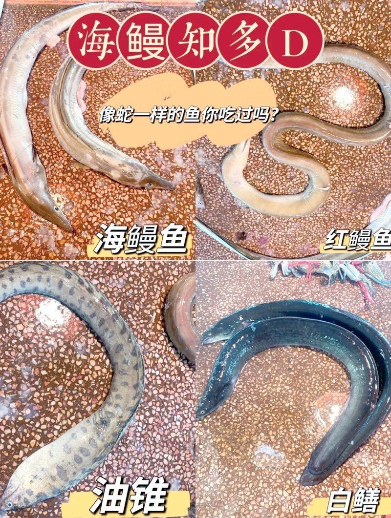 海鰻多少錢一斤，海鰻價格行情，一斤多少錢