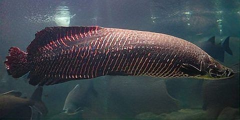 海象魚又叫什么