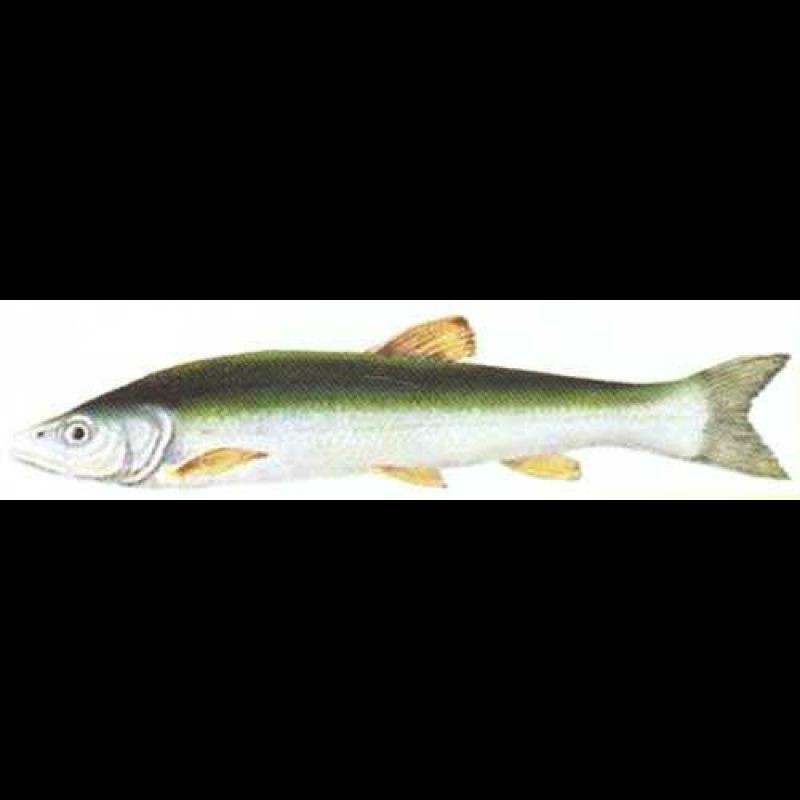 尖嘴巴細長身子叫什么魚