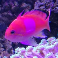 怎么讓龍魚開口