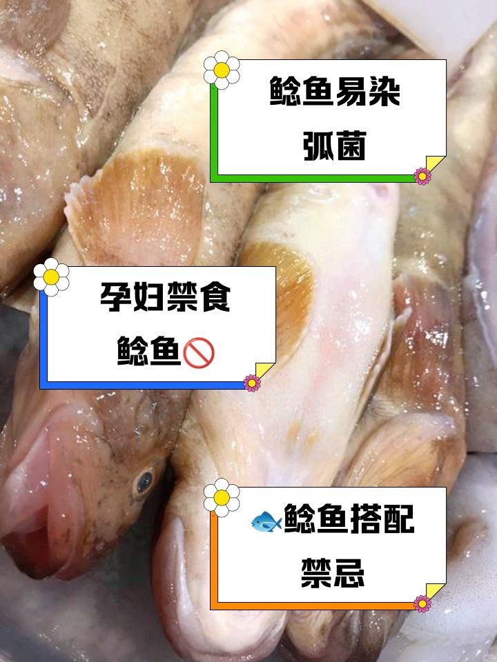 海鯰魚為什么不建議吃