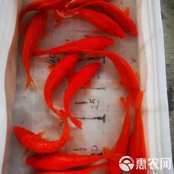 20公分錦鯉價格 龍魚百科 第7張 20公分錦鯉價格 20公分錦鯉價格 龍魚百科 第7張