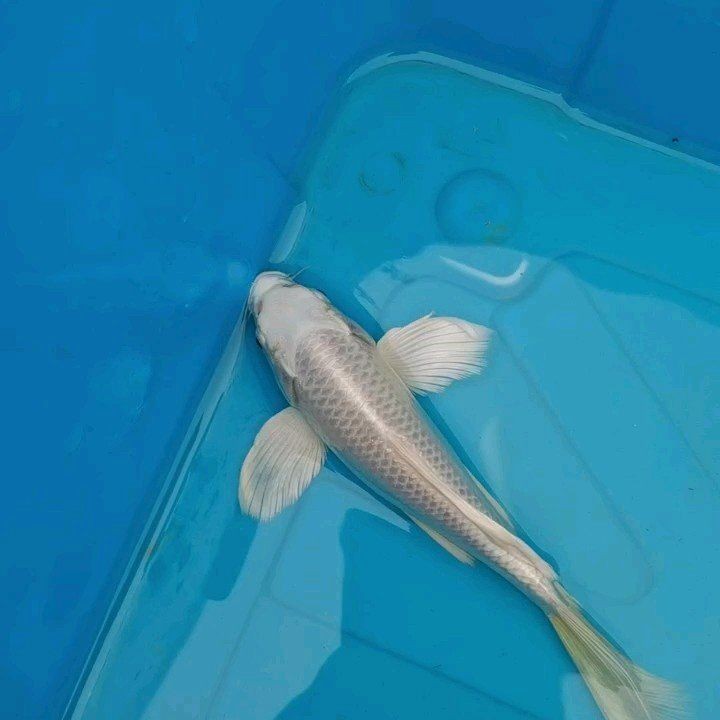 20公分錦鯉價格 龍魚百科 第10張 20公分錦鯉價格 20公分錦鯉價格 龍魚百科 第10張