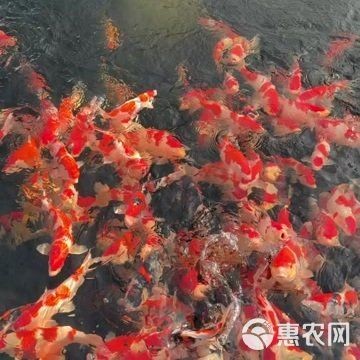 20公分錦鯉價格 龍魚百科 第6張 20公分錦鯉價格 20公分錦鯉價格 龍魚百科 第6張