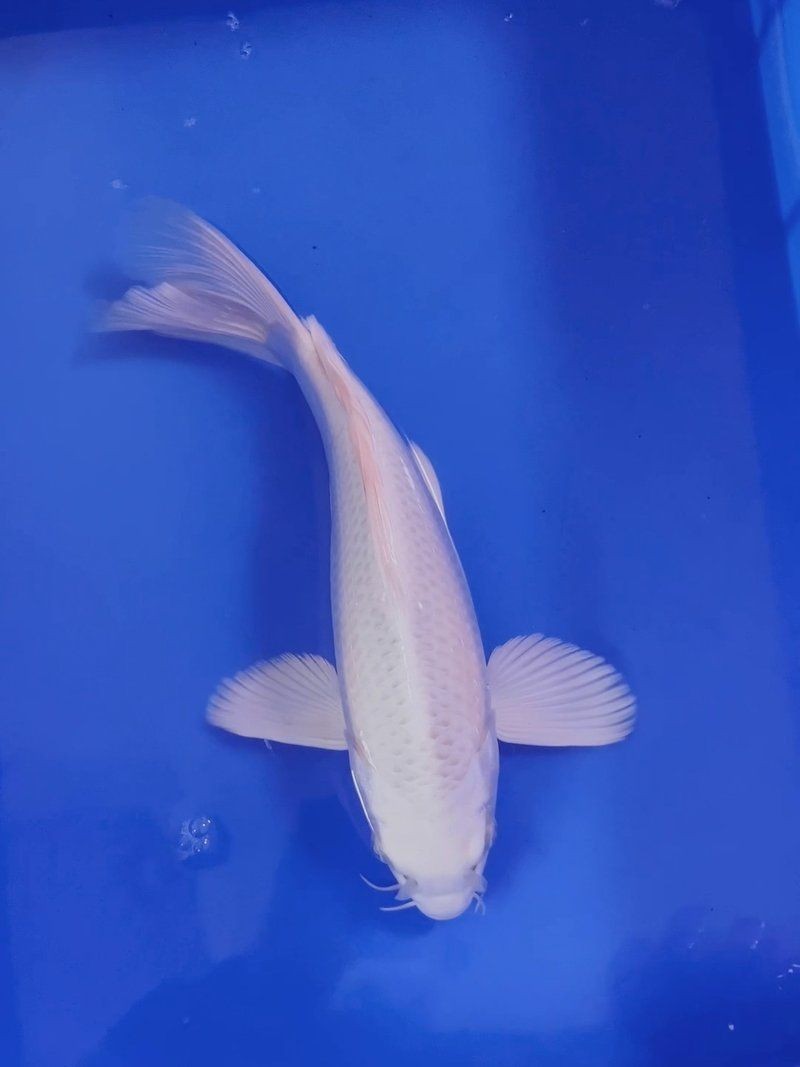 20公分錦鯉價格 龍魚百科 第8張 20公分錦鯉價格 20公分錦鯉價格 龍魚百科 第8張