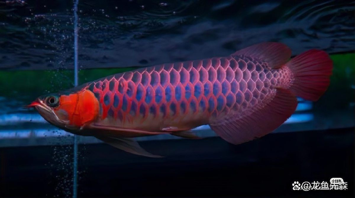 紅龍魚鰓蓋撞掉色多久能好
