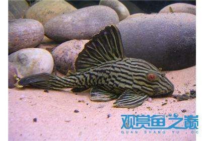 哥倫比亞綠皮皇冠豹哥白哥綠