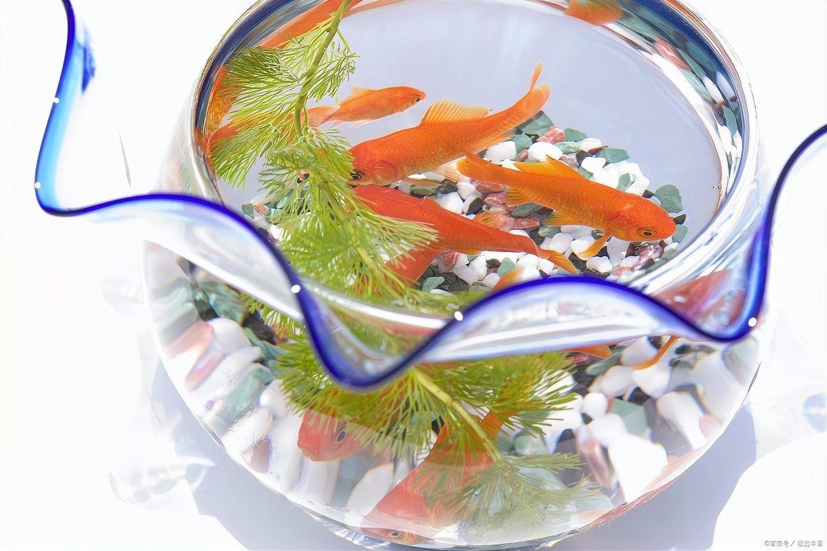 一般養(yǎng)魚幾條吉利 一般養(yǎng)魚幾條吉利 龍魚百科 第14張