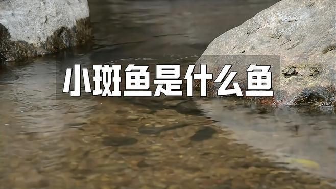 干炸小斑魚是什么魚