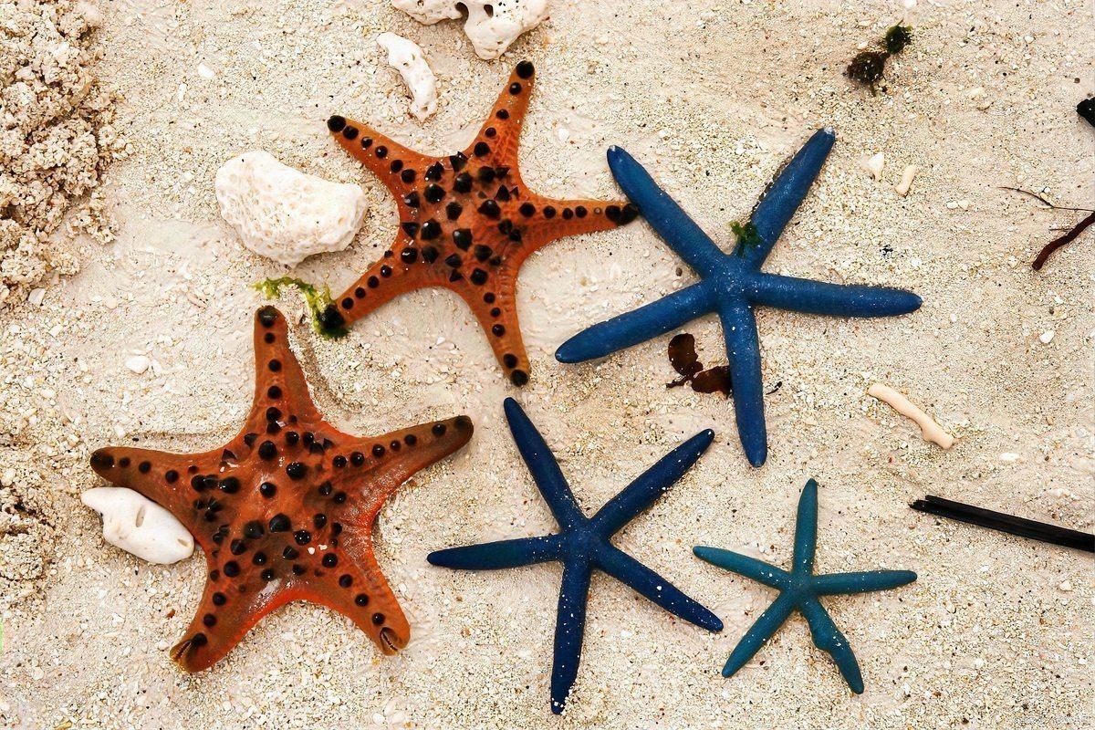 海星金魚缸水族箱
