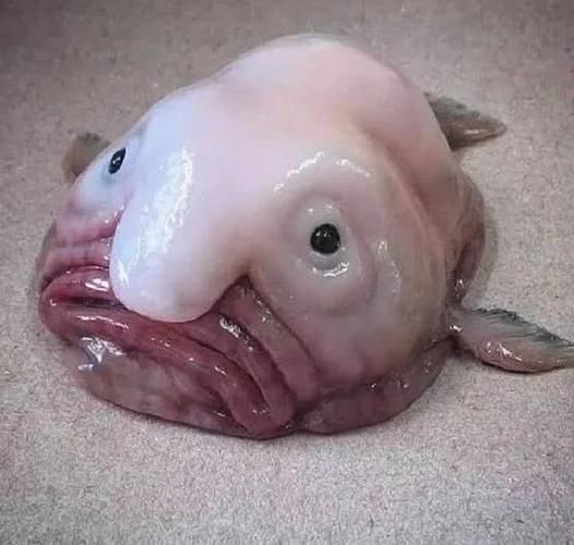廣東豬鼻子魚(yú)圖片及特征