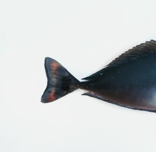 廣東豬鼻子魚(yú)圖片及特征