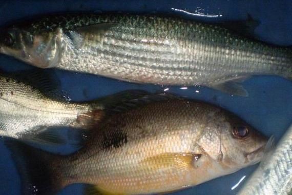 廣東豬鼻子魚(yú)圖片及特征
