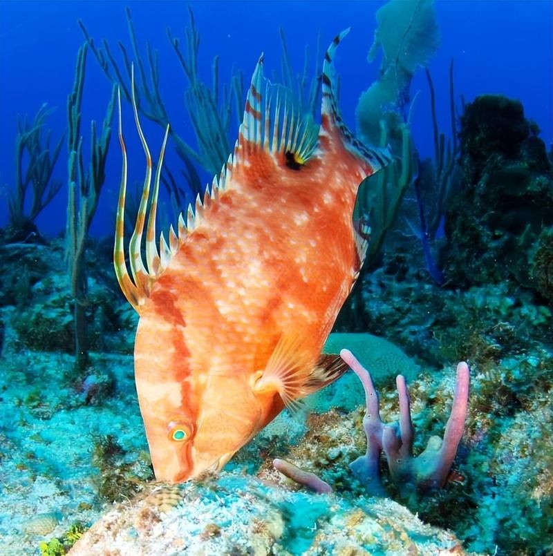 廣東豬鼻子魚(yú)圖片及特征
