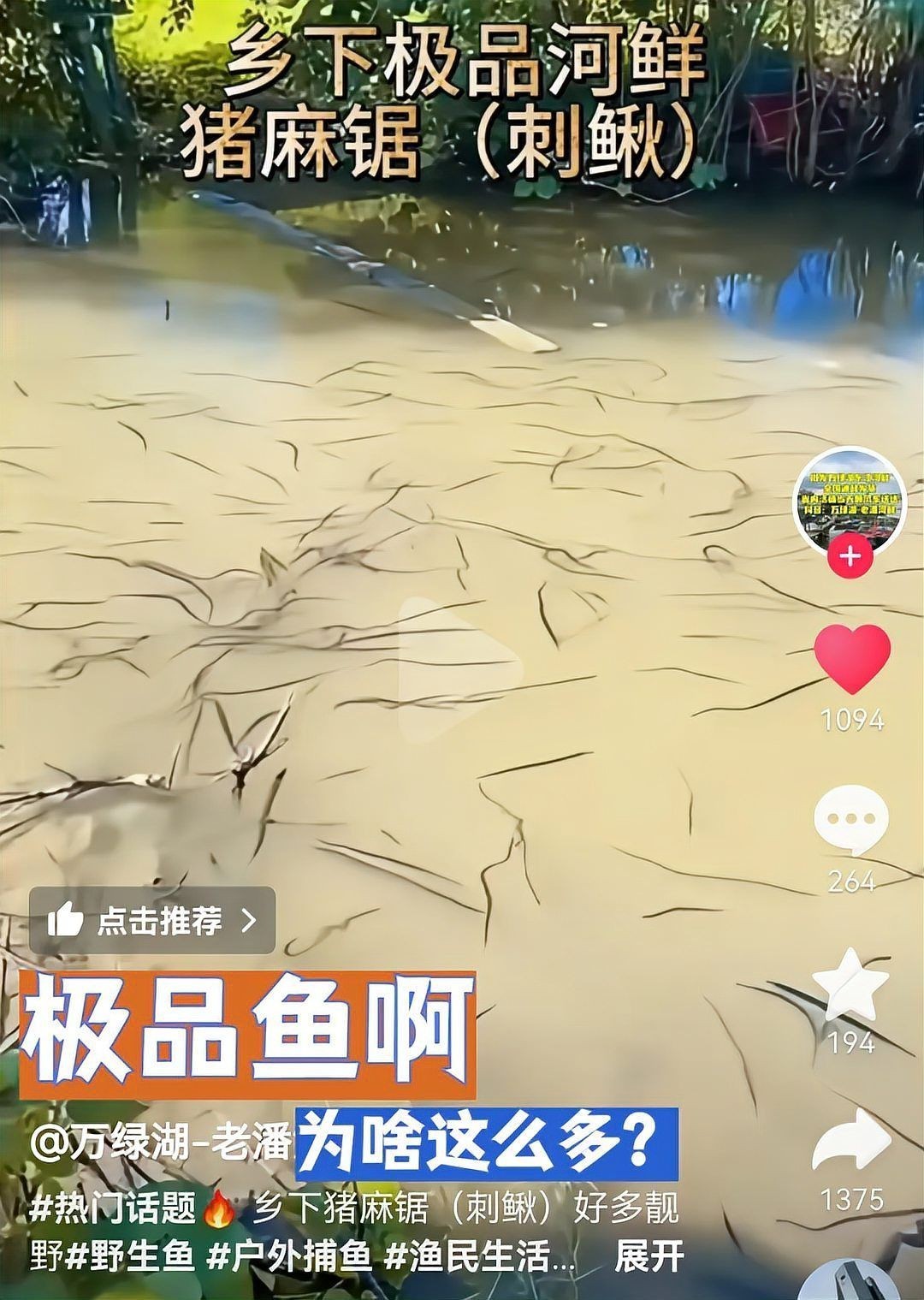 廣東豬鼻子魚(yú)圖片及特征