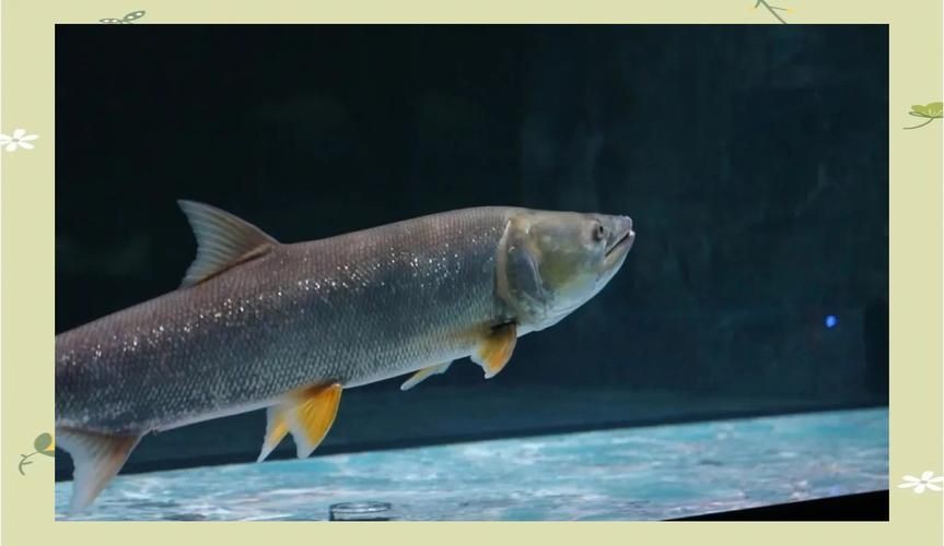 廣東豬鼻子魚(yú)圖片及特征