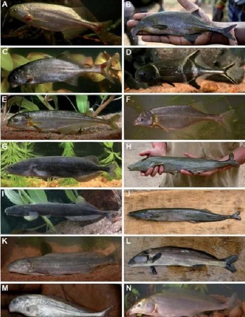 廣東豬鼻子魚(yú)圖片及特征