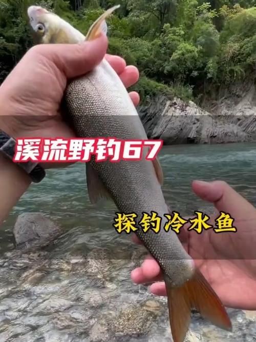廣東豬鼻子魚(yú)圖片及特征