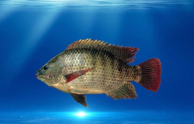 廣東豬鼻子魚(yú)圖片及特征