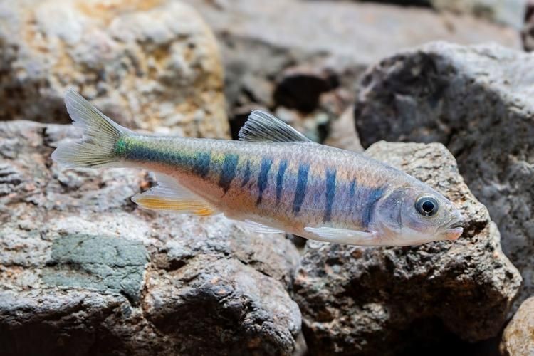 廣東豬鼻子魚(yú)圖片及特征