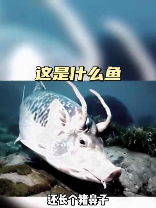 廣東豬鼻子魚(yú)圖片及特征