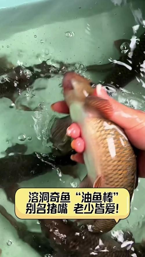 廣東豬鼻子魚(yú)圖片及特征