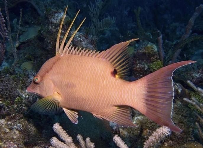 廣東豬鼻子魚(yú)圖片及特征