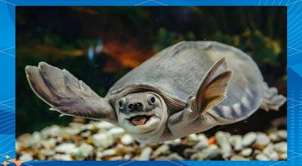 廣東豬鼻子魚(yú)圖片及特征