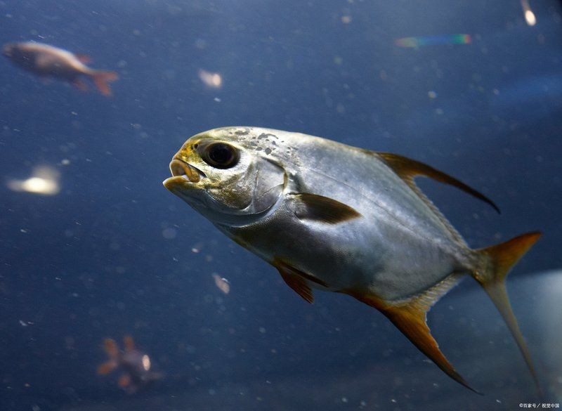 海洋館里的是蝠鲼還是鰩魚