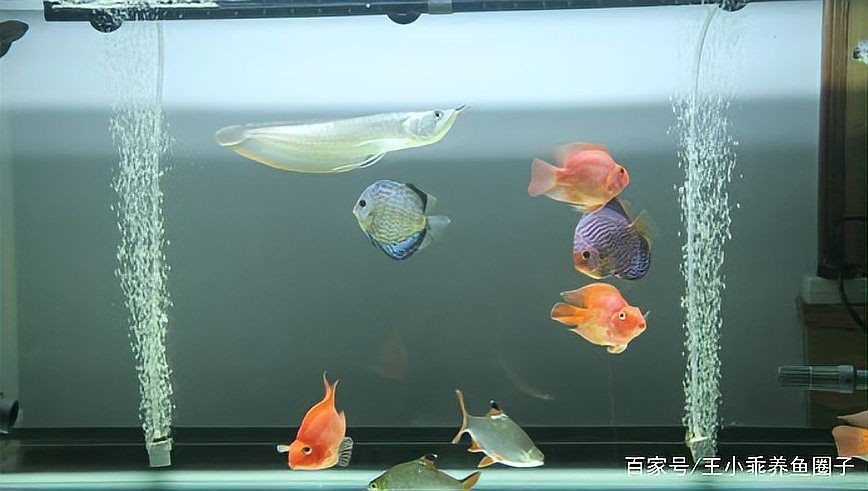 20厘米的龍魚幾個月了 龍魚百科 第9張 20厘米的龍魚幾個月了 20厘米的龍魚幾個月了 龍魚百科 第9張
