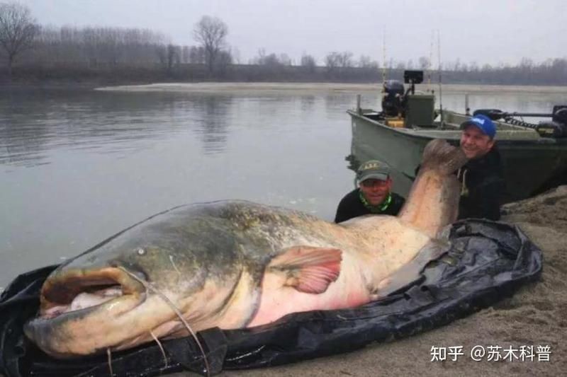 巨骨舌魚vs大口鯰魚 巨骨舌魚vs大口鯰魚 龍魚百科 第7張