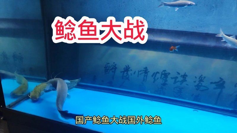 巨骨舌魚vs大口鯰魚 巨骨舌魚vs大口鯰魚 龍魚百科 第9張