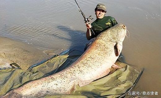 巨骨舌魚vs大口鯰魚 巨骨舌魚vs大口鯰魚 龍魚百科 第11張