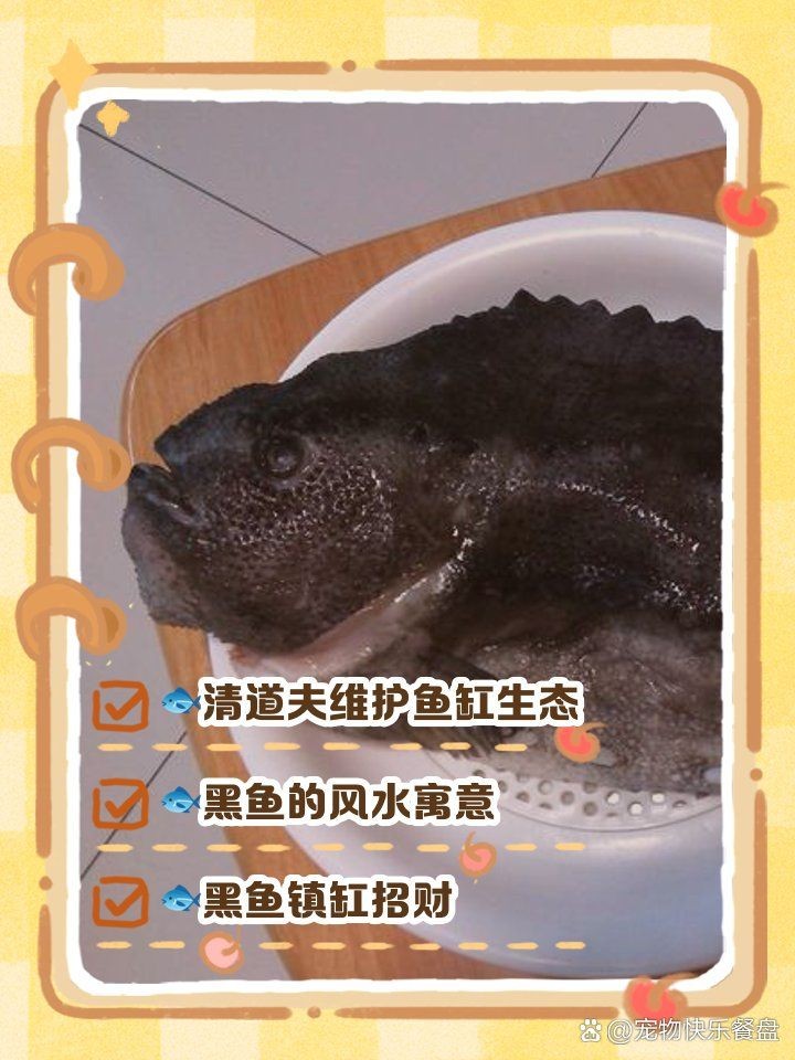 家里養(yǎng)黑魚(yú)吉利嗎 家里養(yǎng)黑魚(yú)吉利嗎 龍魚(yú)論壇 第4張