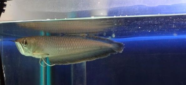 和銀色龍魚很像的叫什么魚