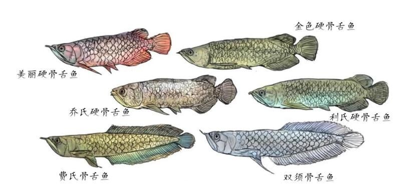 和銀色龍魚很像的叫什么魚