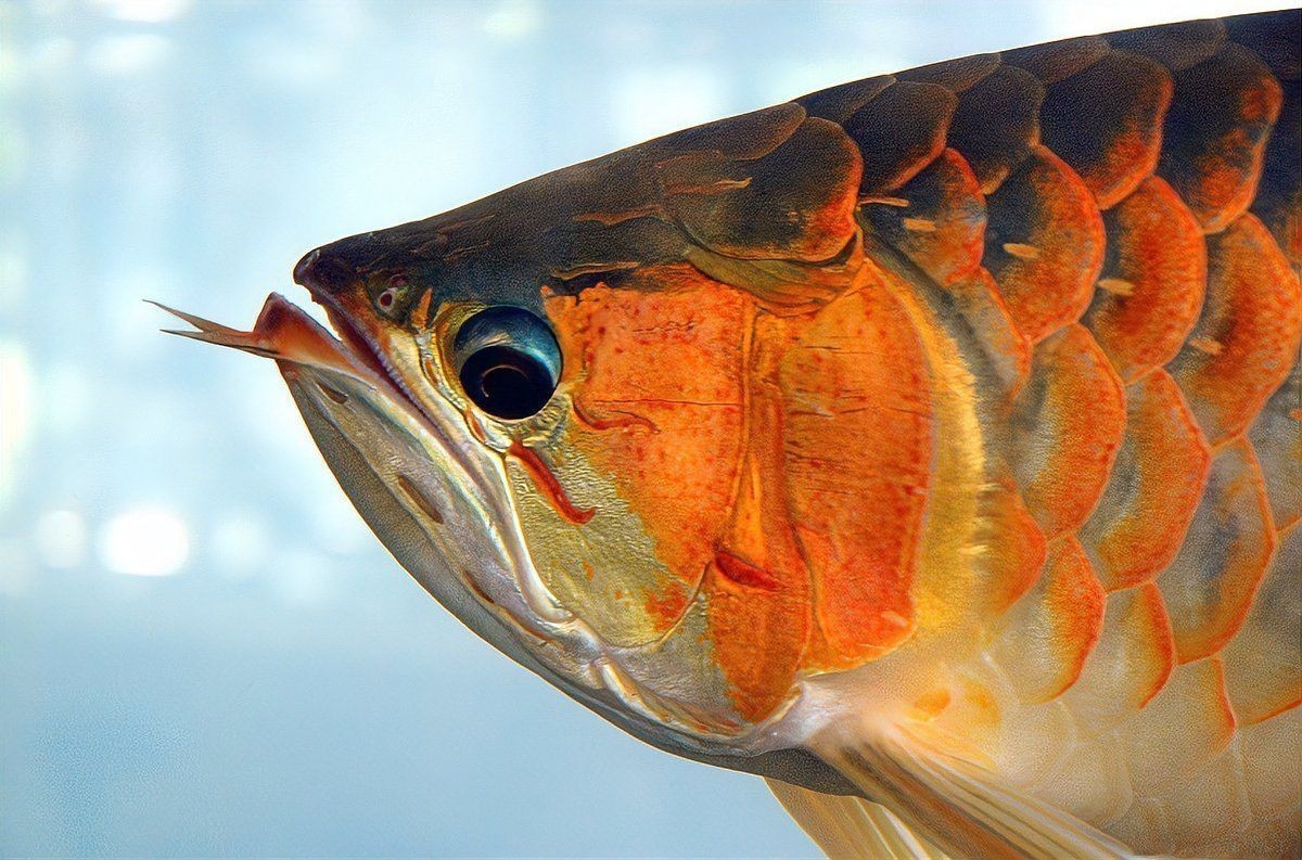 和銀色龍魚很像的叫什么魚