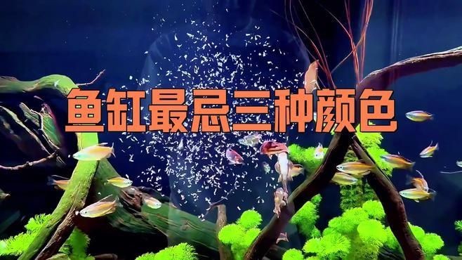 吉印魚缸最忌三種顏色
