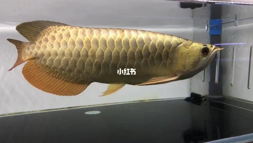 古典金龍魚等級區(qū)分圖解