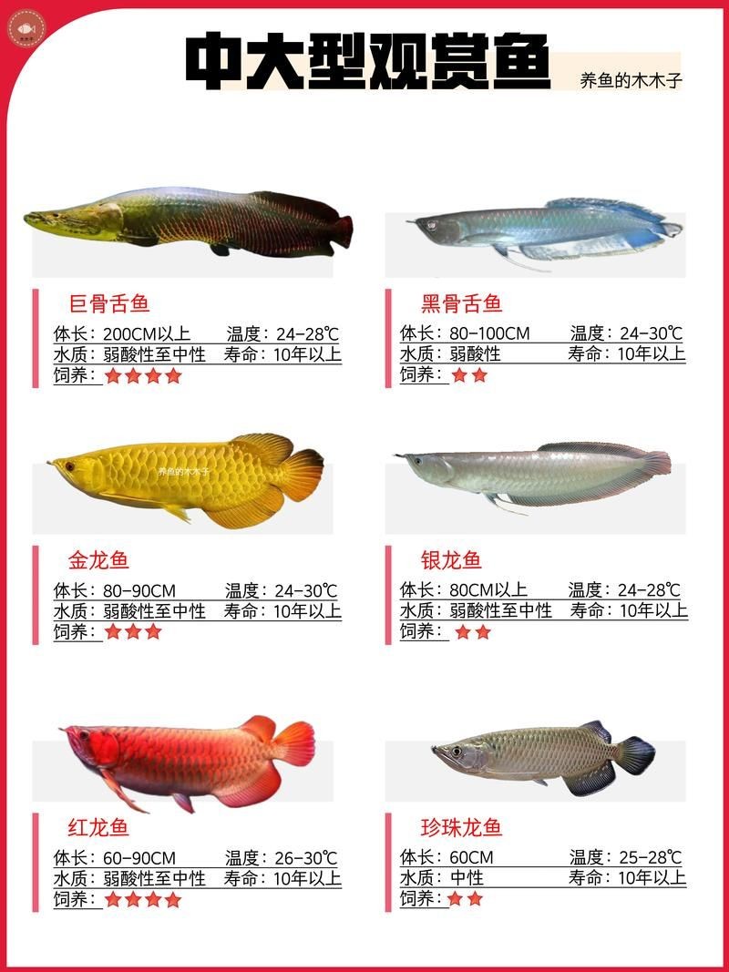 古典金龍魚等級區(qū)分圖解